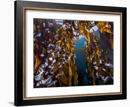 Hooded nudibranchs clinging to Bull Kelp, BC, Canada-David Hall-Framed Photographic Print