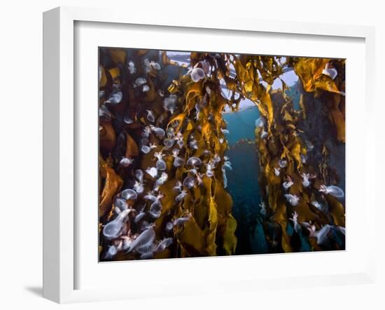 Hooded nudibranchs clinging to Bull Kelp, BC, Canada-David Hall-Framed Photographic Print