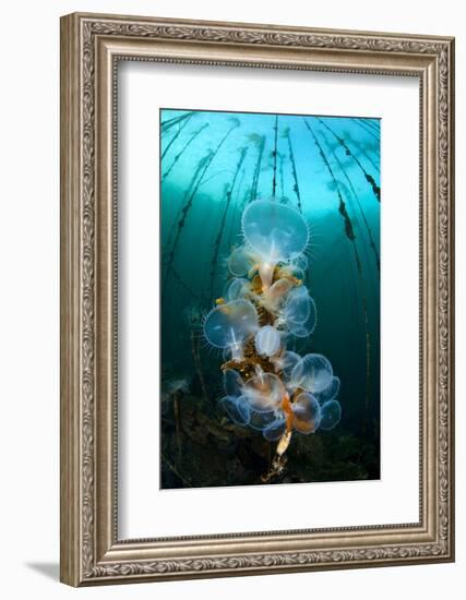 Hooded Nudibranchs (Melibe Leonina) Filter Feeding Beneath Bull Kelp-Alex Mustard-Framed Photographic Print