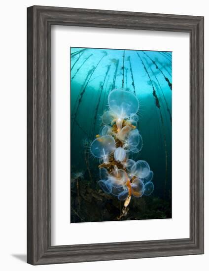 Hooded Nudibranchs (Melibe Leonina) Filter Feeding Beneath Bull Kelp-Alex Mustard-Framed Photographic Print