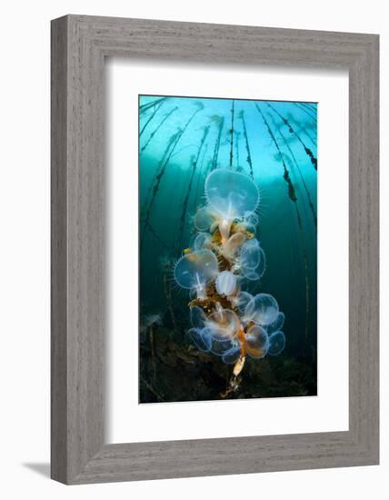 Hooded Nudibranchs (Melibe Leonina) Filter Feeding Beneath Bull Kelp-Alex Mustard-Framed Photographic Print