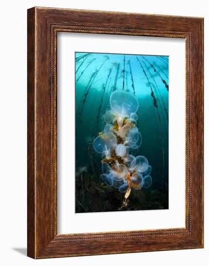 Hooded Nudibranchs (Melibe Leonina) Filter Feeding Beneath Bull Kelp-Alex Mustard-Framed Photographic Print