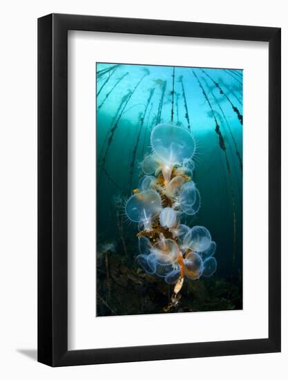 Hooded Nudibranchs (Melibe Leonina) Filter Feeding Beneath Bull Kelp-Alex Mustard-Framed Photographic Print