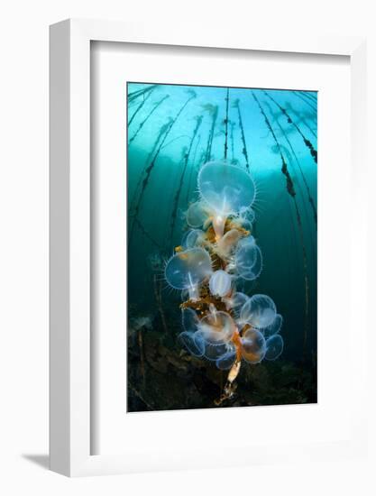 Hooded Nudibranchs (Melibe Leonina) Filter Feeding Beneath Bull Kelp-Alex Mustard-Framed Photographic Print