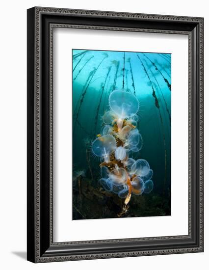 Hooded Nudibranchs (Melibe Leonina) Filter Feeding Beneath Bull Kelp-Alex Mustard-Framed Photographic Print