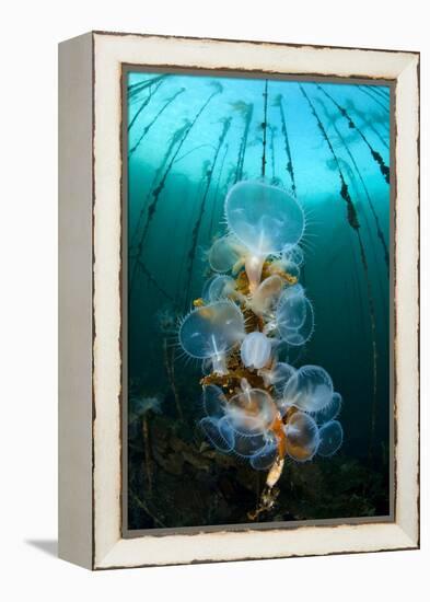 Hooded Nudibranchs (Melibe Leonina) Filter Feeding Beneath Bull Kelp-Alex Mustard-Framed Premier Image Canvas