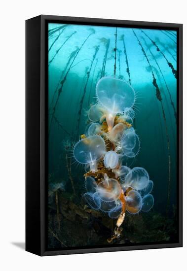 Hooded Nudibranchs (Melibe Leonina) Filter Feeding Beneath Bull Kelp-Alex Mustard-Framed Premier Image Canvas