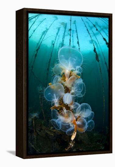 Hooded Nudibranchs (Melibe Leonina) Filter Feeding Beneath Bull Kelp-Alex Mustard-Framed Premier Image Canvas