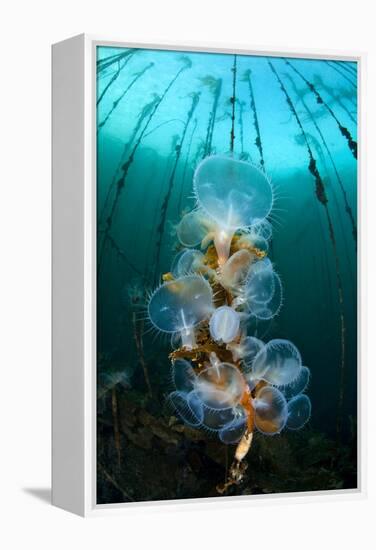 Hooded Nudibranchs (Melibe Leonina) Filter Feeding Beneath Bull Kelp-Alex Mustard-Framed Premier Image Canvas