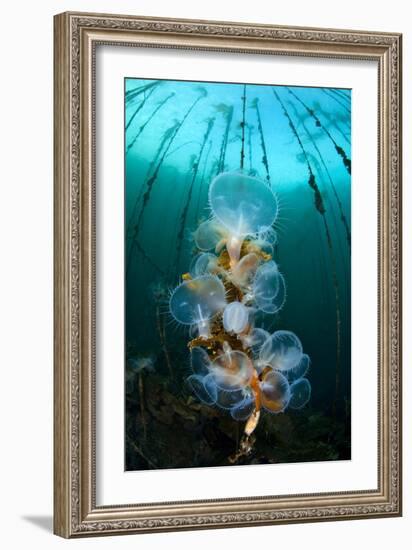 Hooded Nudibranchs (Melibe Leonina) Filter Feeding Beneath Bull Kelp-Alex Mustard-Framed Photographic Print