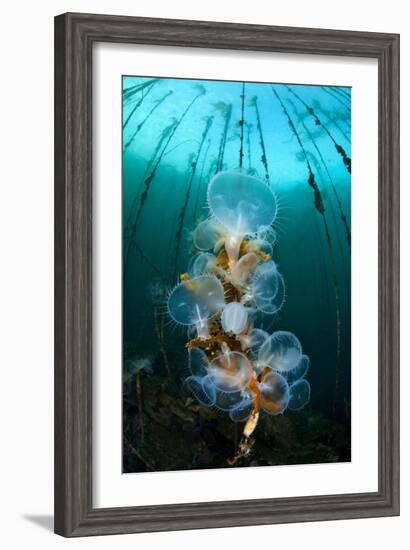 Hooded Nudibranchs (Melibe Leonina) Filter Feeding Beneath Bull Kelp-Alex Mustard-Framed Photographic Print