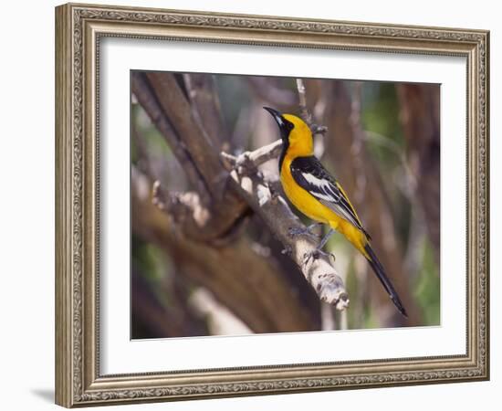 Hooded Oriole on Branch-DLILLC-Framed Photographic Print