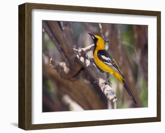 Hooded Oriole on Branch-DLILLC-Framed Photographic Print