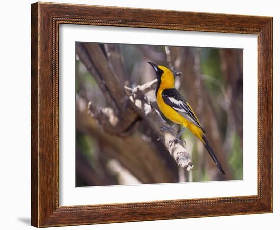 Hooded Oriole on Branch-DLILLC-Framed Photographic Print