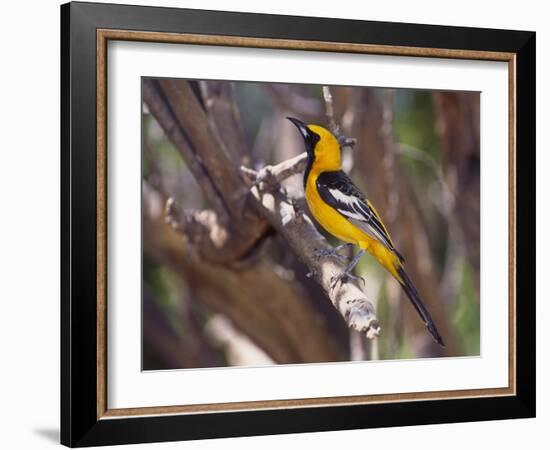 Hooded Oriole on Branch-DLILLC-Framed Photographic Print