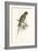 Hooded Parakeet-Edward Lear-Framed Art Print