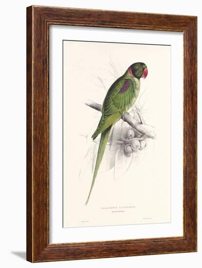 Hooded Parakeet-Edward Lear-Framed Art Print