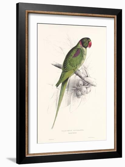 Hooded Parakeet-Edward Lear-Framed Art Print