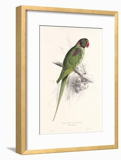 Hooded Parakeet-Edward Lear-Framed Art Print