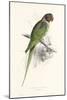 Hooded Parakeet-Edward Lear-Mounted Art Print