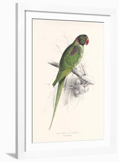 Hooded Parakeet-Edward Lear-Framed Premium Giclee Print