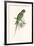 Hooded Parakeet-Edward Lear-Framed Premium Giclee Print