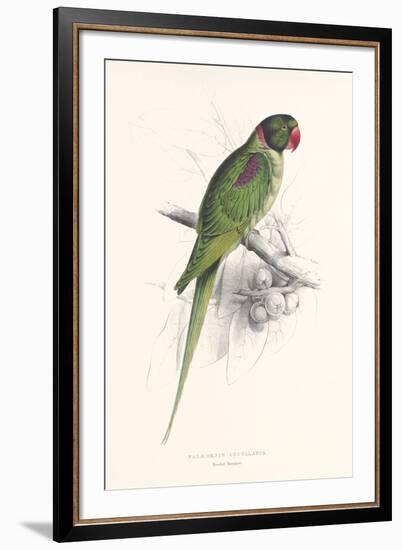 Hooded Parakeet-Edward Lear-Framed Premium Giclee Print