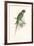 Hooded Parakeet-Edward Lear-Framed Premium Giclee Print