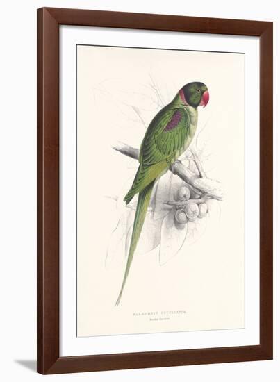 Hooded Parakeet-Edward Lear-Framed Premium Giclee Print