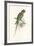 Hooded Parakeet-Edward Lear-Framed Premium Giclee Print