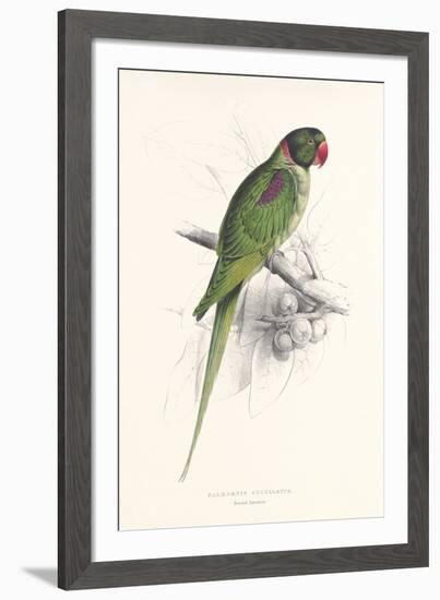 Hooded Parakeet-Edward Lear-Framed Premium Giclee Print