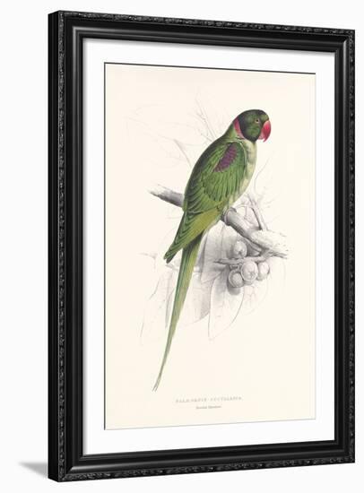 Hooded Parakeet-Edward Lear-Framed Premium Giclee Print