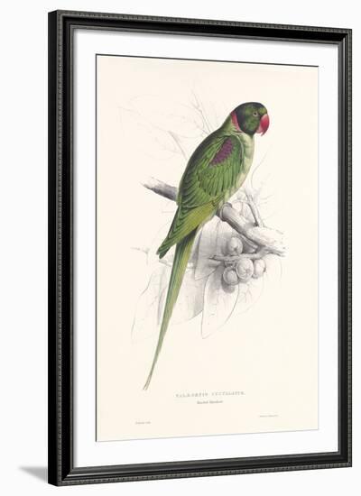 Hooded Parakeet-Edward Lear-Framed Giclee Print