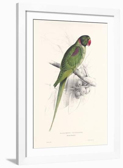 Hooded Parakeet-Edward Lear-Framed Giclee Print