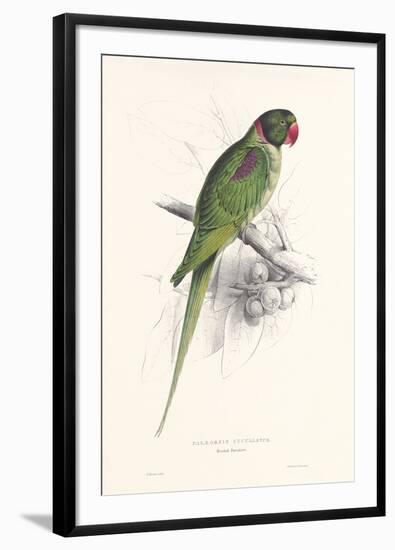 Hooded Parakeet-Edward Lear-Framed Giclee Print