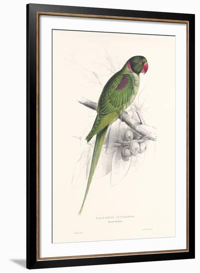 Hooded Parakeet-Edward Lear-Framed Giclee Print