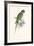 Hooded Parakeet-Edward Lear-Framed Giclee Print