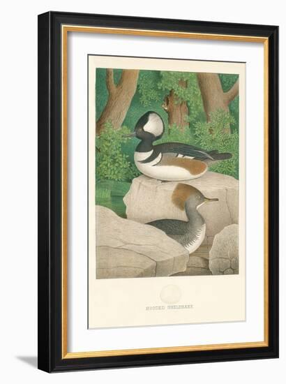 Hooded Sheldrake Duck-null-Framed Art Print