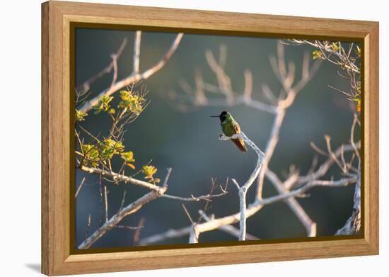 Hooded Visorbearer Hummingbird Resting on a Branch in Chapada Diamantina-Alex Saberi-Framed Premier Image Canvas