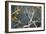 Hooded Visorbearer Hummingbird Resting on a Branch in Chapada Diamantina-Alex Saberi-Framed Photographic Print