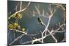 Hooded Visorbearer Hummingbird Resting on a Branch in Chapada Diamantina-Alex Saberi-Mounted Photographic Print