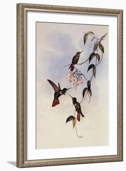 Hooded Vizor-Bearer, Augastes Lumachellus-John Gould-Framed Giclee Print