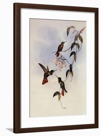 Hooded Vizor-Bearer, Augastes Lumachellus-John Gould-Framed Giclee Print