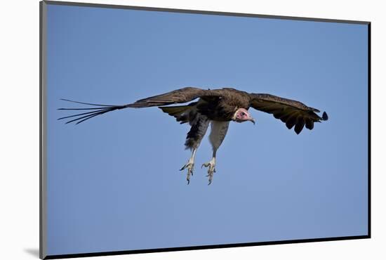 Hooded Vulture (Necrosyrtes Monachus) in Flight on Approach to Landing-James Hager-Mounted Photographic Print