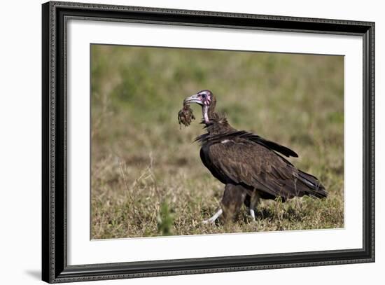 Hooded Vulture (Necrosyrtes Monachus) in Mixed Juvenile and Adult Plumage-James Hager-Framed Photographic Print