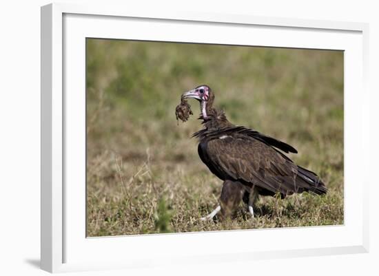 Hooded Vulture (Necrosyrtes Monachus) in Mixed Juvenile and Adult Plumage-James Hager-Framed Photographic Print