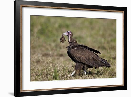 Hooded Vulture (Necrosyrtes Monachus) in Mixed Juvenile and Adult Plumage-James Hager-Framed Photographic Print