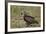 Hooded Vulture (Necrosyrtes Monachus) in Mixed Juvenile and Adult Plumage-James Hager-Framed Photographic Print