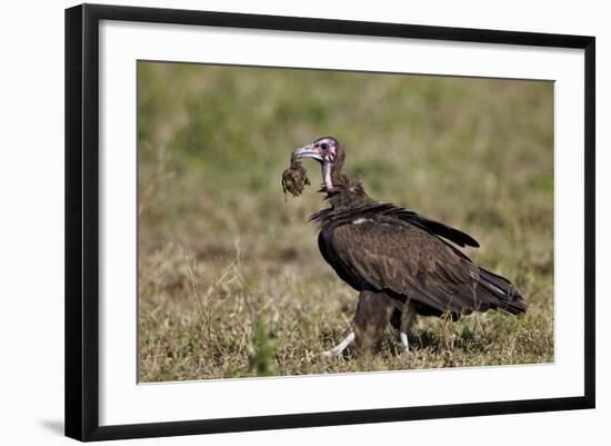 Hooded Vulture (Necrosyrtes Monachus) in Mixed Juvenile and Adult Plumage-James Hager-Framed Photographic Print