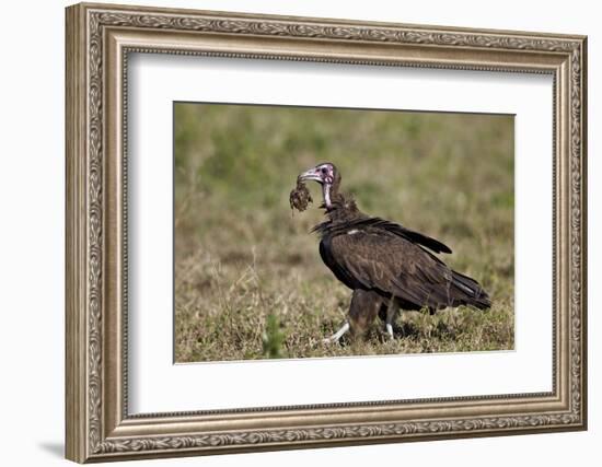 Hooded Vulture (Necrosyrtes Monachus) in Mixed Juvenile and Adult Plumage-James Hager-Framed Photographic Print